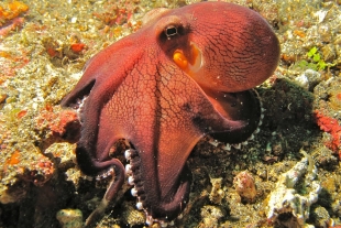 Especie de pulpo sorprende al mundo por caminar sobre sus dos extremidades