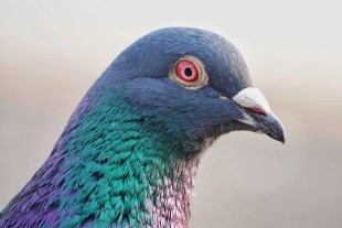 ¡Wow! Las palomas resuelven problemas de una forma similar a la IA