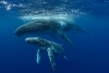 ¡Wow! Las ballenas jorobadas del pacífico están conectadas entre sí por un canto común