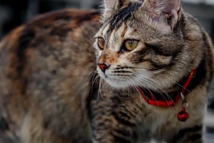 Es necesario reconocer el derecho a la identidad de las mascotas