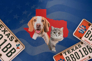 Las y los interesados en participar ya pueden comprar su placa vehicular