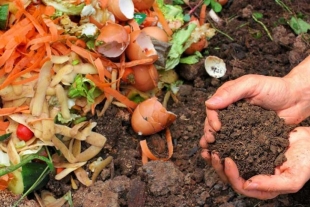 Científicos mexicanos logran transformar residuos de frutas y verduras en composta