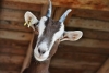 Increíble cabra cíclope causa revuelo en redes sociales