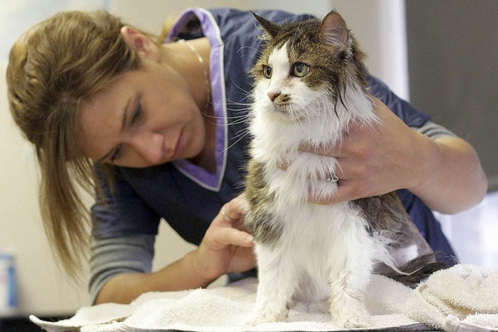 Como cuidar el pelo de tu gato para luzca sano