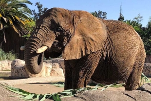 Caso de maltrato de la elefante “Ely” llegará hasta la SCJN