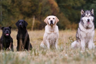 ¿Los perros podrían sobrevivir en un mundo sin humanos? La ciencia responde