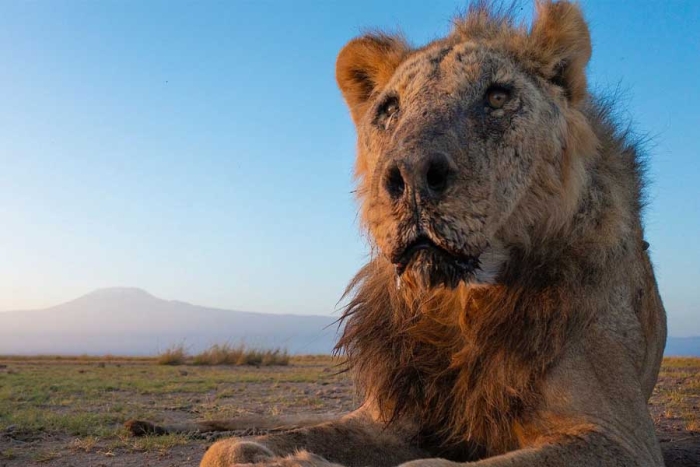 ¡Terrible! Pastores asesinan a “Loonkito”, el león silvestre más longevo del mundo