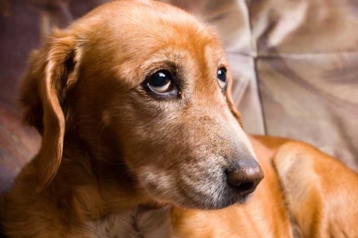 #BarkAtYourDogChallenge: El reto de TikTok que pone en peligro a los perros