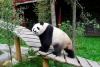 Nace primer panda gigante en zoológico de Países Bajos