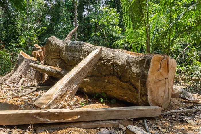 Indígenas de Perú exigen comisión ambiental para combatir la tala ilegal