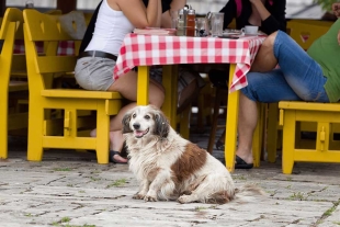 Google Maps cuenta con herramientas que te ayudarán a descubrir lugares pet friendly de manera rápida y sencilla