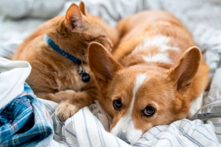 Cinco productos para cuidar y consentir a tu mascota