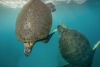 La mayoría de las tortugas marinas nacen hembras por calentamiento global