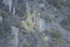 Captan nidos de águilas calvas en cactus del desierto de Sonora