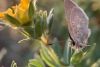 Identifican en Canadá una mariposa que vivió oculta y sin contacto durante ¡40 MIL AÑOS!