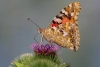Vanessa Cardui, la única especie de mariposa que puede atravesar el atlántico