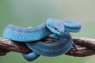 La víbora isleña de labios blancos posee un veneno hemotóxico capaz de destruir glóbulos rojos
