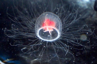 Descifran el genoma de la medusa inmortal, capaz de rejuvenecer hasta evitar su muerte