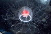 Descifran el genoma de la medusa inmortal, capaz de rejuvenecer hasta evitar su muerte