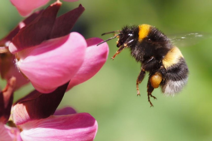 Los abejorros "manipulan" las plantas para que florezcan antes de tiempo