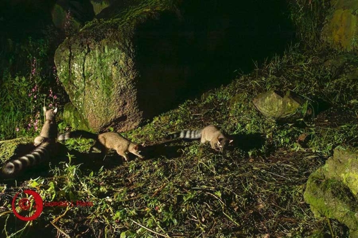 Nacen crías de cacomixtle en Ciudad Universitaria, símbolo de conservación en la UAEMéx