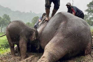 ¡Dramático! Así fue el rescate de una elefante y su bebé luego de caer en una zanja