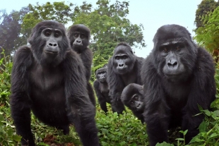 Un robot espía se cuela entre una manada de gorilas y descubre que cantan mientras cenan