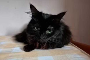 “Mojo” simplemente desapareció