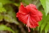 Estudiantes inventan plumones recargables con flor de Jamaica