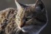 ¡Fuerte revelación! Además de croquetas, los gatos pueden comer hasta 2 mil especies