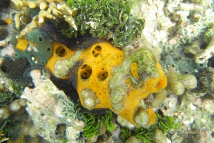 Por accidente, esponjas marinas revelarían el origen de los primeros animales