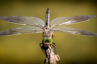 Gen Wingless: descubren el mecanismo que regenera las alas de los insectos