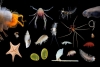 Descubren 30 nuevas especies submarinas
