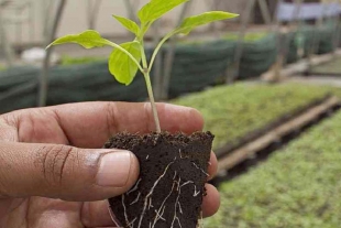 Maestría en Ciencias Agropecuarias y Recursos  Naturales de UAEM abrió su proceso de registro