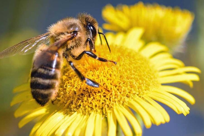 Las abejas se originaron en el antiguo supercontinente  de Gondwana