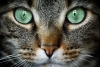 Escocia analiza prohibir a los gatos domésticos para proteger la fauna salvaje