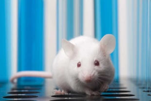 Manipularon genéticamente ratones para demostrar cómo la desactivación de ciertos genes 