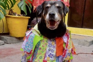 ¡Suave regreso! Perrito “Mazapán” es captado en las festividades de la Guelaguetza 2022