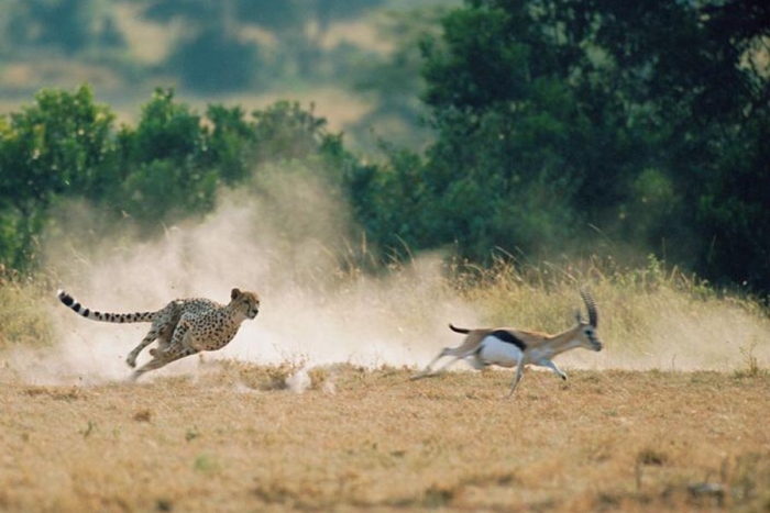 4 hábitos que, probablemente, tu gato ha heredado de los felinos más grandes y salvajes