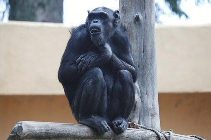 Dan el último adiós a la chimpancé Rebeca en Zacango