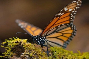 ¡Buenas noticias! Crece 35% presencia de mariposa monarca en México