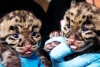Nacen crías de leopardo nebuloso, especie en peligro de extinción