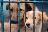 Prohibición del maltrato animal: ¿De qué va la reforma propuesta por AMLO?