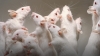 Nueva tesis señala que los ratones de laboratorio tienen condiciones de estrategas