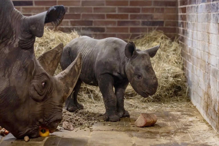 “Magashi”: escasa población de rinocerontes negros suma un nuevo integrante