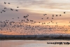 Día mundial de las aves migratorias: ¿por qué México es tan importante para este fenómeno?