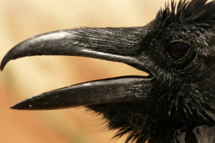 Experimento reveló que los cuervos pueden guardar rencor durante años y reconocer a quienes les causaron daño, igual —o peor— que los humanos