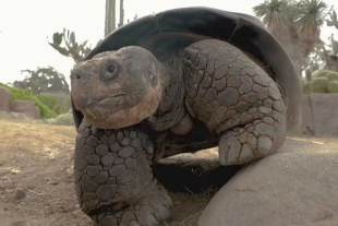 “Gramma” nació en su hábitat natural, es decir, las Islas Galápagos, y arribó a Estados Unidos entre 1928 y 1931