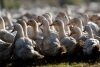 China enviaría 100 mil patos para devorar una plaga
