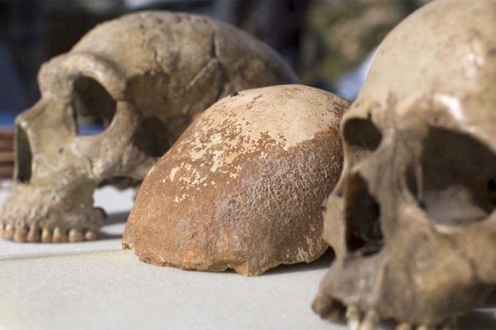 Restos más antiguos del Homo Sapiens son de hace 230 mil años: estudio